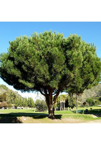 Tüplü Fıstık Çamı pinus Pinea Fidanı
