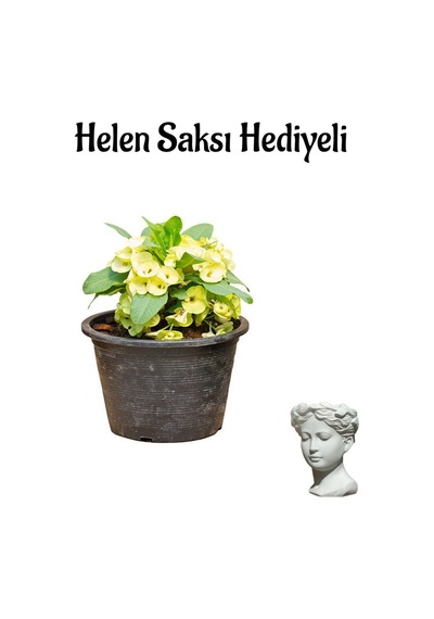 Kadınlar Gününe Özel Sarı Renk Milii Dikenler Tacı Çiçeği Helen Saksı Hediyeli