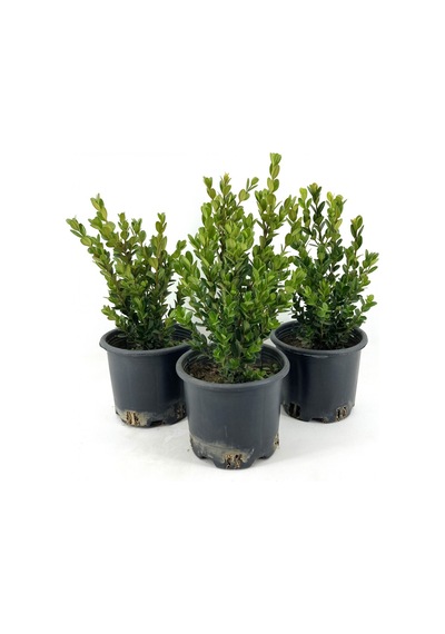Şimşir 25-30 Cm-3 Adet