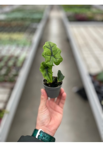 Alocasia Jacklyn Fil Kulağı