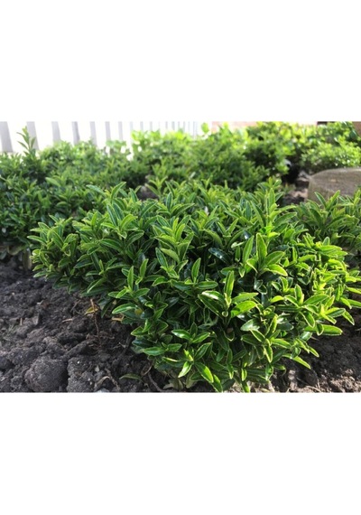 Videolu 1 Adet Yeşil Çıtır Taflan Çiçeği Fidanı 20-40 Cm Tüplü Çiçekli Bodur Bitkiler Euonymus