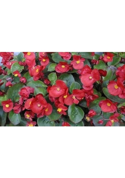 Videolu 1 Adet Kırmızı Begonya Çiçeği 25-35 Cm Saksılı Iç Mekan Bitkileri Begonia