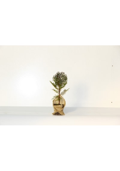 NİKAH ÇAMI 100 ADET - ÖZEL GÜN FİDANI (Thuja Orientalis)
