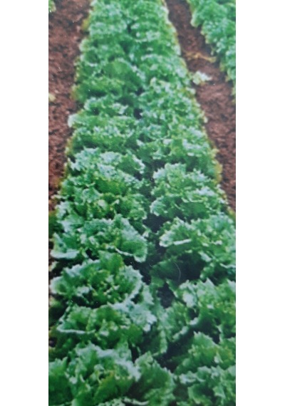 Kolukısa Tarım Simagro Yazlık Marul Tohumu