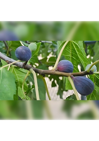 Patlıcan Inciri Fidanı 120-150 Cm Arası