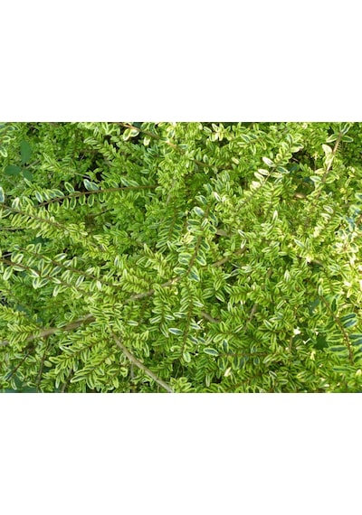Yayılıcı - Yer Örtücü 'lonicera Lemon Beauty' 5'liset