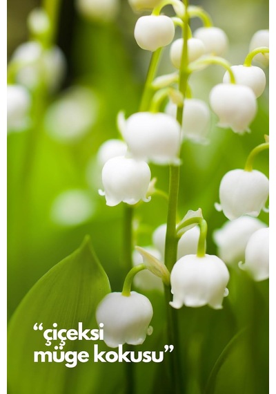 Nature's Scents Lilly Of The Valley - Müge Çiçeği Oda Kokusu Yedek Makine Spreyi 250 Ml Diğer