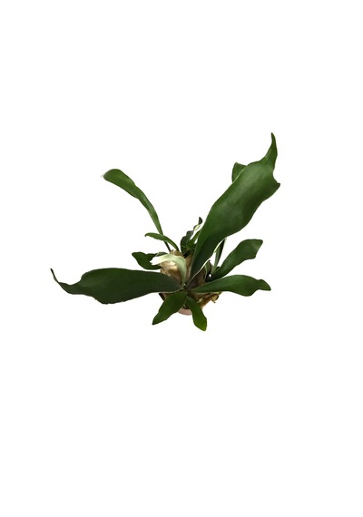 Platycerium Bifurcatum (Geyik Boynuzu) Ø12 CM Y25-30 CM
