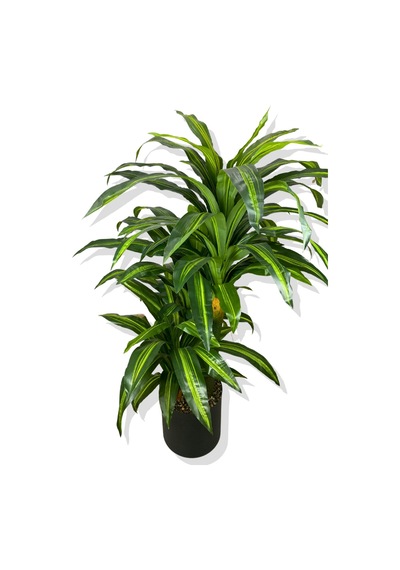 Dracaena Fragrans 3 Gövde Yapay Ağaç 160 Cm Gold Kemerli Beyaz 30x30 Saksı