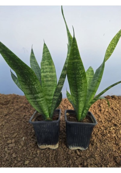 Videolu Kılıç Çiçeği 10 30 Cm 2 Adet Saksılı İç/ Dış Mekan Bitkisi Gladiolus