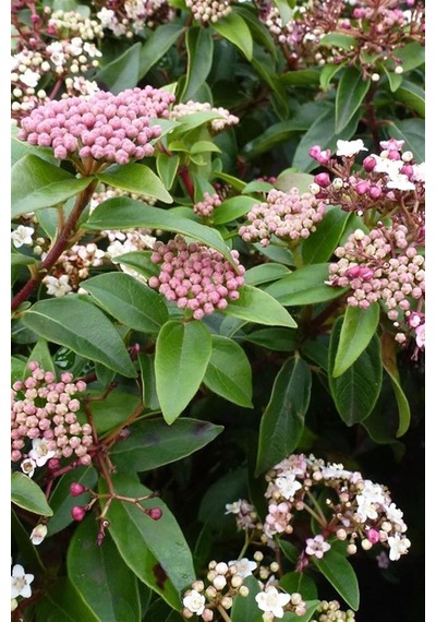Kartopu Fidanı | Viburnum