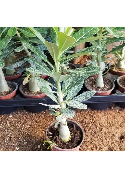 8 Adet Adenium Çöl Gülü Çiçeği Fidanı Pakedi Mix Karışık 1