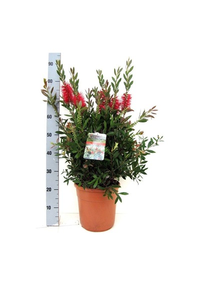 Fidanistanbul Fırça Çalısı. 40-60 CM. Sakıda