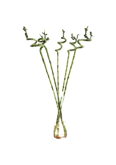 Lucky Bamboo (Şans Bambusu) (5 Adet)