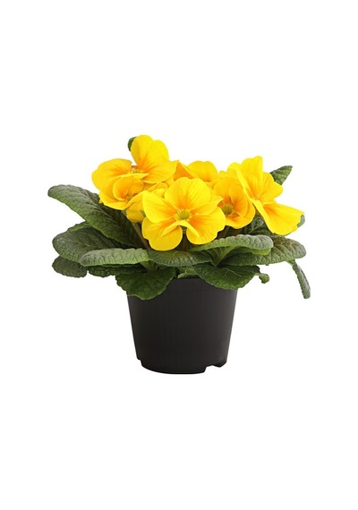 Çuha Çiçeği Primula 50 Adet