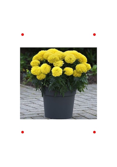Sarı İri Kadife Çiçeği Marigold - 10 Tohum