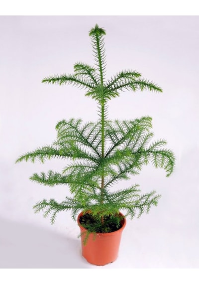 Arokarya Çamı – Salon Çamı 60 cm