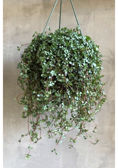 Sarkıcı Pilea Glauca 2 Adet - Dostluk Çiçeği Askılı Saksıda