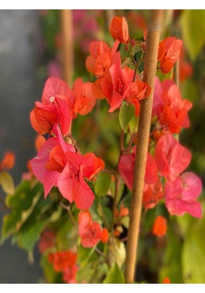 Sarmaşık Begonvil Çiçeği Mercan Rengi 40 50 Cm 1 Adet Saksılı Çiçekli Bitki Bougainvillea