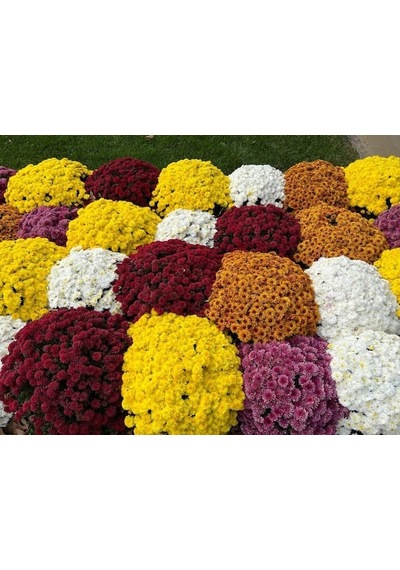 Kasımpatı Krizantem Chrysanthemum Kırmızı 5 Adet