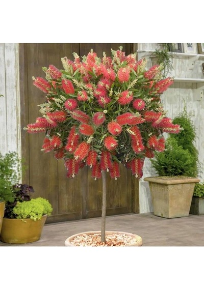 Tüplü Fırça Çalısı Fidanı 30-60 Cm