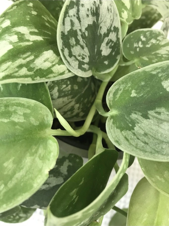 Scindapsus Pictus / Saten Potos Sarmaşığı 10-20 Cm