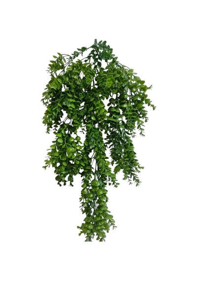 5 Dal Sarkan Şimşir