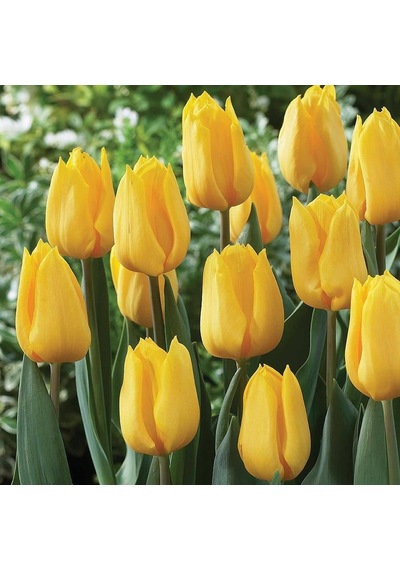Yellow Flight Lale Soğanı 5 Adet
