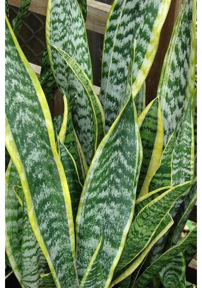 Paşa Kılıcı Peygamber Kılıcı Sansevieria