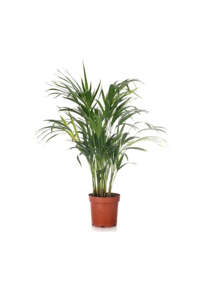 Videolu Areka-areca Salon Palmiyesi 1 Adet Saksılı 80-120 Cm Iç Mekan Bitkisi Chamaedorea Elegans