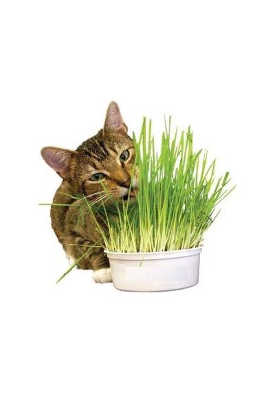 Kedi Çimi Tohumu 50 GRam Tohum Çim Tohumu + Saksı Toprak