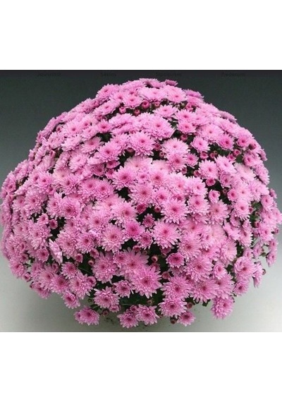 Özel Çeşit Branfountain Pink Krizantem Kasımpatı Çiçeği Fidesi 1 Adet