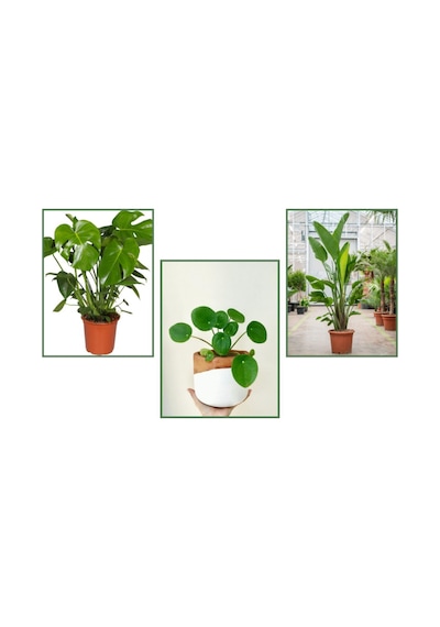 Monstera(Deve Tabanı) & Pilea & Starliçe