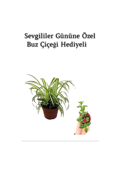 Sarı Yeşil Yapraklı Kurdele Çiçeği Sevgililer Gününe Özel Buz Çiçeği Hediyeli