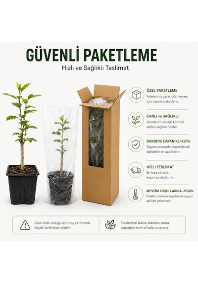 Oya Ağacı Fidesi Lagerstroemia Indica Saksılı Canlı Fide 25-40 Cm Yaz Boyu Çiçekli 1 Adet