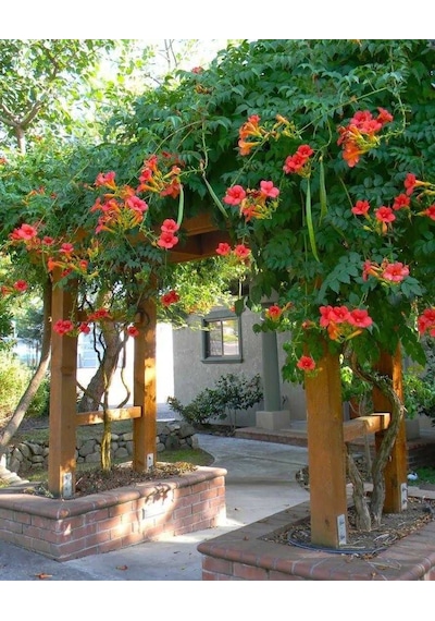 Acem Borusu Campsis Radicans Sarmaşık Fidanı 15 25 Cm Boyları