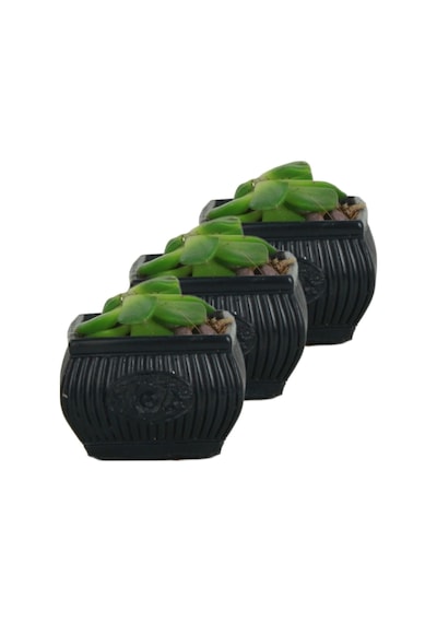 Mini Çiçek Saksı Küçük Sukulent Kaktüs Saksısı 3'lü Set Mini Çizgili Çiçekli Model - Siyah