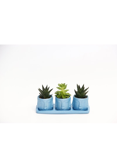 Trio Mavi Adler Sukulent Seti - Haworthia Limifolia. Echeveria