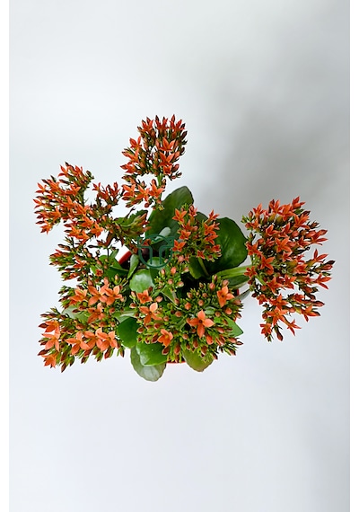 Kalanchoe Blossfeldiana Çiçek Açan Sukulent Flaming Katy 12 Cm