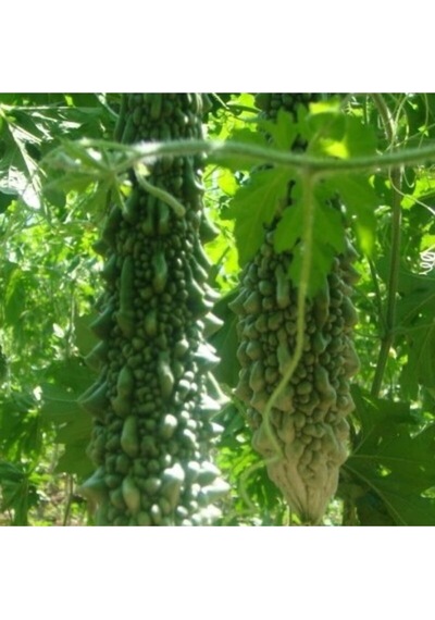 Beyaz Kudret Narı Tohumu Tropikal Sebze Tohumları 2 Adet Tohum
