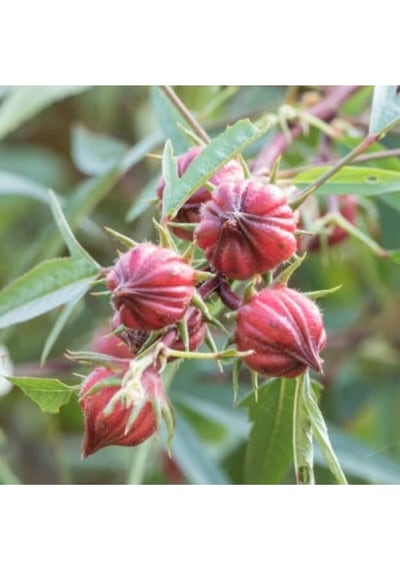 Hibiskus Çiçeği Tohumu 10 Adet Sabradiffa Roselle