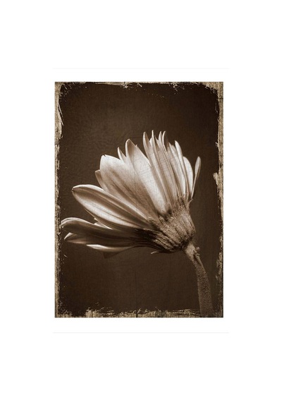 Bedeko Kahverengi Tonlarında Çiçek Hediyelik Mdf Tablo 25 Cm X 35 Cm