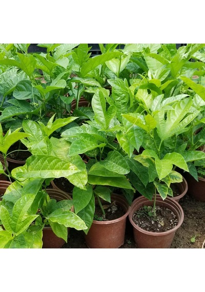 Aşılı. İri Taneli Mor Pasiflora Alp1071 . Saksıda
