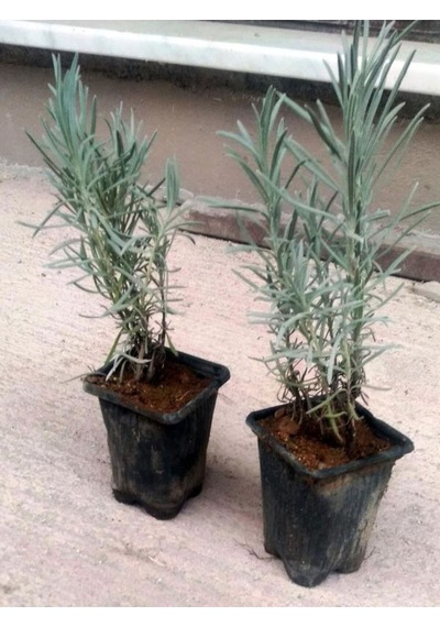 Videolu Lavanta Fidanı 10 Adet Saksılı/tüplü 10-15 Cm Bahçe Bitkisi Lavander