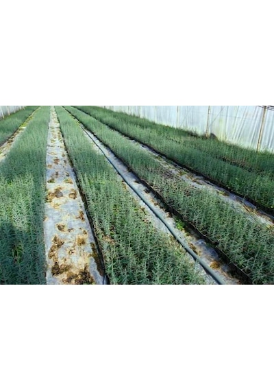 Akdeniz Servisi Cupressus Sempervirens 10 Adet