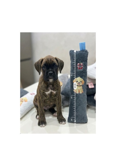 Kedi Köpek Oyuncağı Peluş Baskılı, Yumuşak Kumaşlı Hışırtılı Oyuncak Gri - 937493409