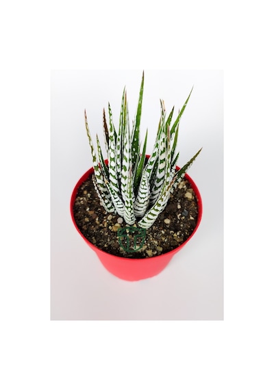 Zebra Sukulent Haworthia Fasciata Alba Beyaz Benekli Özel Tür Suk