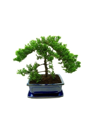 3'Lü Set Bonzai Ağacı Tohumu Bonsai Acer Rubrum Çınar Selvi Ekim
