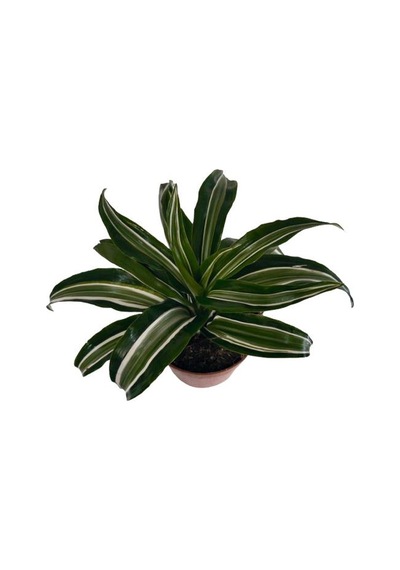 Dracaena Kanzi 12 Lik Saksıda