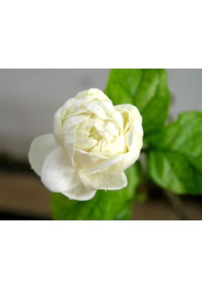 Katmerli Ful Yasemin Kokulu 60 Cm